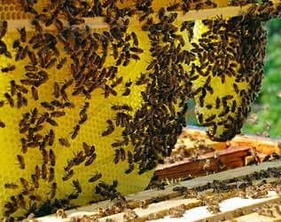 Осеннее наращивание пчел в павильоне