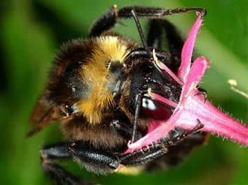 Внутреннее строение тела пчелы