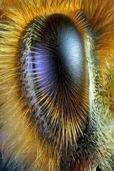 Нервная система, органы чувств и поведение пчел
