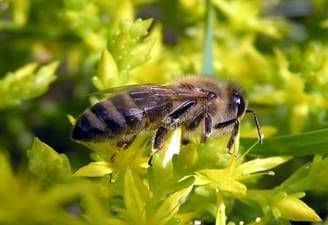 Кормовая база пчеловодства и меры расширения и улучшения ее