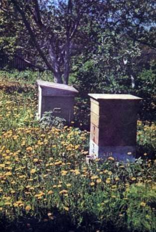 Пчелиное жилище