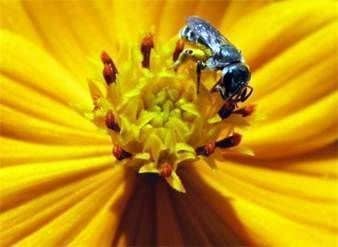 Одиночные пчелы