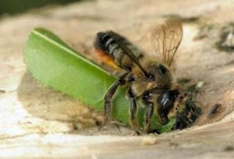 Пчелы – листорезы