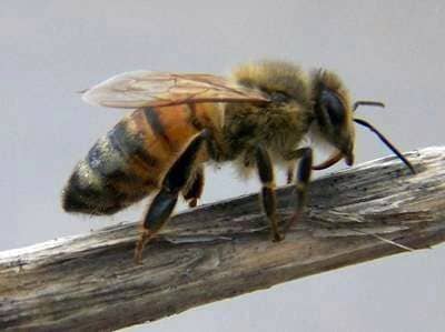 Пчелы в июне