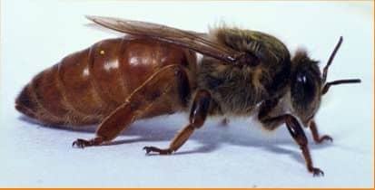 Нанесение метки на пчеломатку