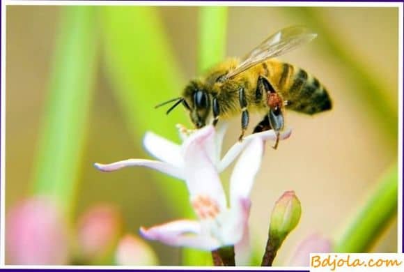 Объединение пчелиных семей