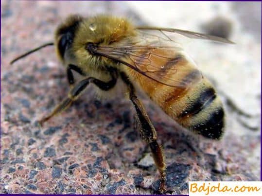 Советы начинающему пчеловоду
