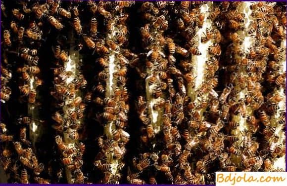 Постройка гнезда пчелами
