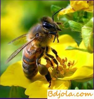 Долговечность пчел