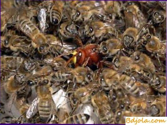 Борьба с нападением пчел