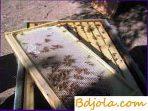 Контрольная работа по теме Разведение медоносных пчел