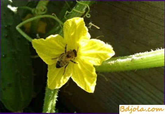 Использование пчел на опылении овощных культур в теплицах