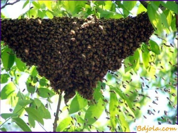 Размножение пчелиных семей и вывод маток