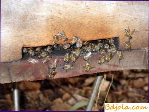 Состав пчелиного воска