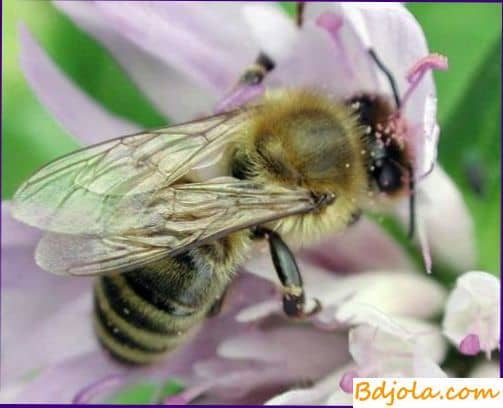 Миролюбивые насекомые пчелы