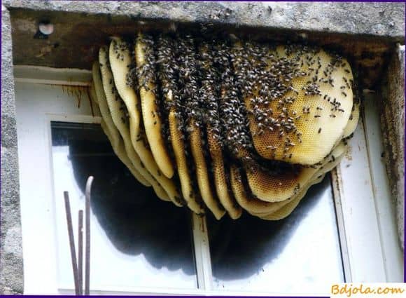 Запахи пчелиного гнезда