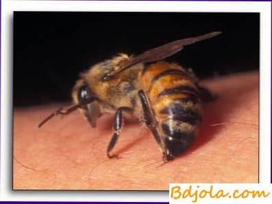 Перспективы лечения пчелиным ядом