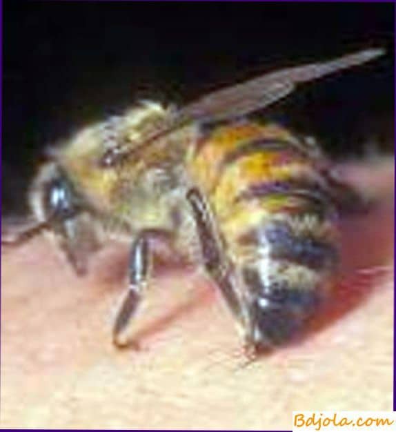 Пчелиный яд в медицине