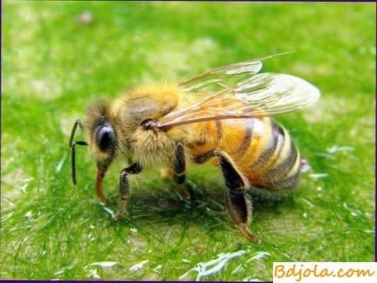 Лечение пчелиными укусами