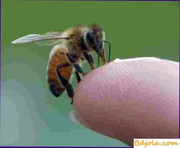 Помощь при отравлении пчелиным ядом