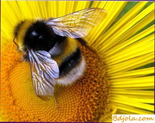Свойства пчелиного яда