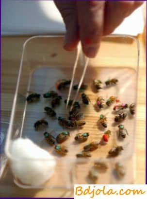 Способы лечебного применения пчелиного яда