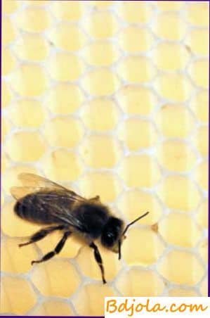 Химический состав пчелиного яда