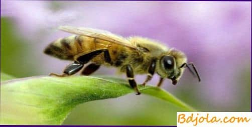 Воровство и напад пчел