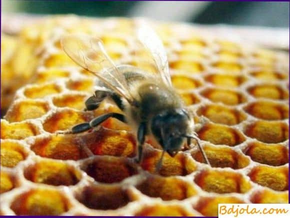 Кормление пчел медом