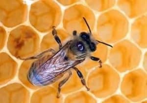 Пчелиный воск на белом фоне